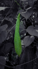 green ridge gourd on a vine with black and white background 