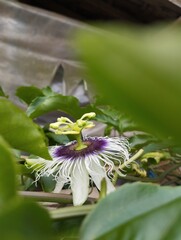 passion fruit tree flowers have just bloomed