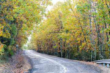 Hayedo de la Pedrosa natural protected area, beech forest autumn season with fog
