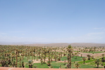 Aerial view of a Oasis in desert, UAE