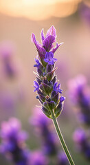 Obraz premium Close-up of a vibrant purple lavender flower spike in soft light Keywords: lavender, flower