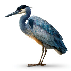 Fototapeta premium Black Headed Heron Realistic Detailed Bird with Grey Feathers Isolated on Transparent Background