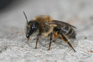 Close-Up of a Bee on Textured Surface