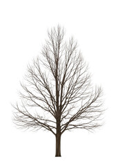 A mature, bare deciduous tree with intricate dark brown gnarled branches reaching skyward, against a transparent minimalist background with copy space, evoking winter solitude