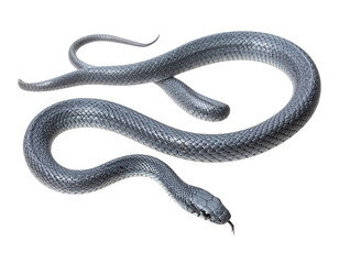 Obraz premium Slithering Grey Snake in Curved S-Shape, Side Angle View, Transparent Cutout