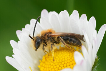 Bee Pollinating Daisy Flower Close-Up