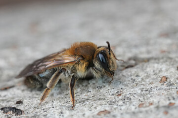 Close-Up of a Bee Resting on a Surface