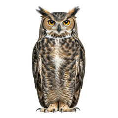 Naklejka premium A magnificent great horned owl with piercing amber eyes and mottled brown plumage, perched upright in a bright white studio with copy space. Concept of ancient wisdom and vigilance