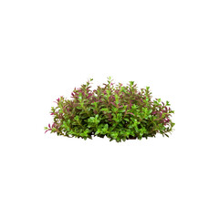  Thyme bush green herb plant aromatic shrub spice garden foliage culinary seasoning nature illustration design isolated on white background