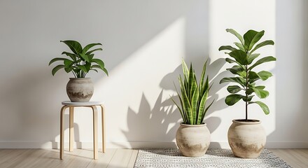 Indoor plants casting shadows against a white wall with natural light