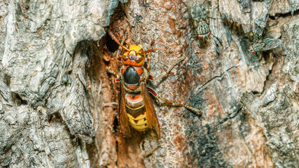 red ant on wood
