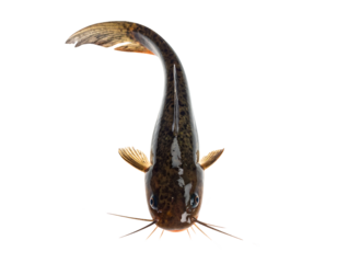 Catfish front view with long barbels, curved tail and shiny fins captured in motion on isolated background