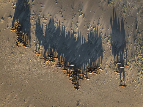 darks of camels in gobi desert