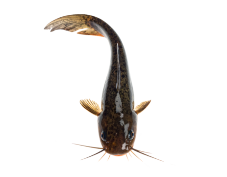 Catfish front view with long barbels, curved tail and shiny fins captured in motion on isolated background