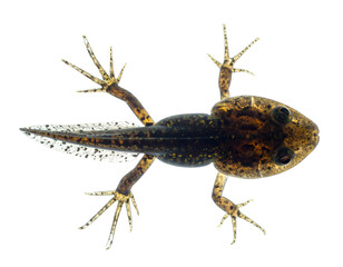 Froglet tadpole with four limbs and tapering tail in top view during metamorphosis on isolated background