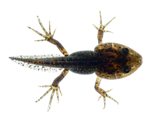 Froglet tadpole with four limbs and tapering tail in top view during metamorphosis on isolated background