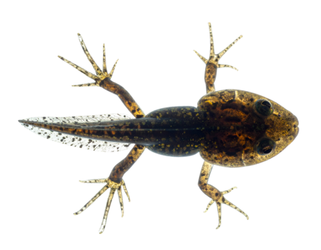 Froglet tadpole with four limbs and tapering tail in top view during metamorphosis on isolated background