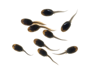 Group of tadpoles schooling in a loose cluster shown in clean top view freshwater larvae on isolated background