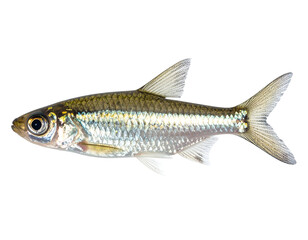 Naklejka premium Silver freshwater minnow in side profile with shiny reflective scales on isolated background