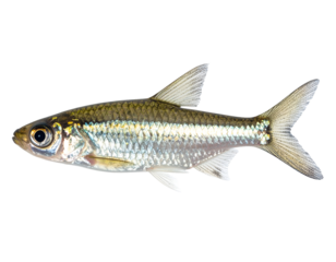 Silver freshwater minnow in side profile with shiny reflective scales on isolated background
