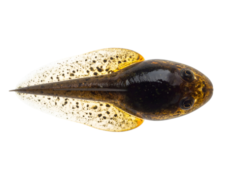Tadpole larva in clean top view with translucent tail, speckled head and developing body captured in studio macro on isolated background