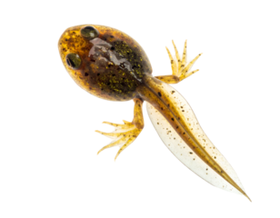Tadpole with single hind leg development stage showing speckled body and clear tail on isolated background