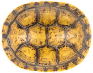Turtle shell plastron underside closeup showing yellow scutes pattern and protective plates on isolated background