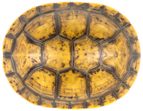 Turtle shell plastron underside closeup showing yellow scutes pattern and protective plates on isolated background