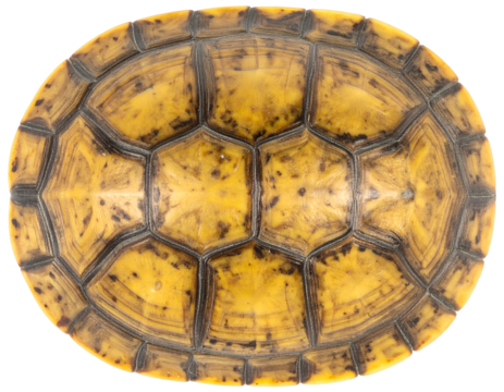 Turtle shell plastron underside closeup showing yellow scutes pattern and protective plates on isolated background