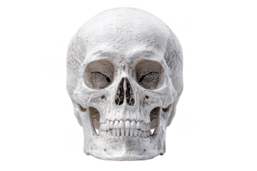 A detailed, white human skull facing forward, showing teeth, eye sockets, nasal cavity, and bone texture.