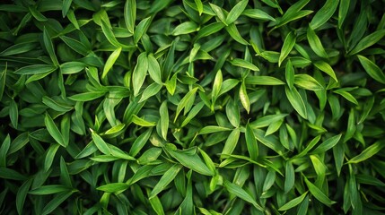 Lush Green Leaves Texture Overhead View for Nature Background