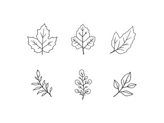 Birch Leaf Floating On Calm Water