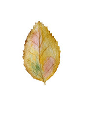 autumn leaf isolated on white background