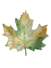 autumn maple leaf