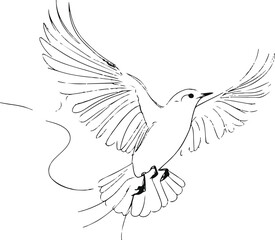 continuous line art of bird flying, wings spread wide, thin black outline, white background, airy feel.