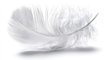 Obraz premium Delicate White Feather Design
