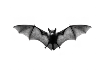A detailed grayscale image of a bat with wings fully spread, showcasing the intricate wing veins and the bat's face staring forward.