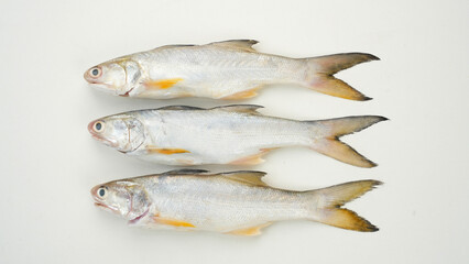 Yellow Croaker Fish, Ikan Ekor Kuning, isolated on white background