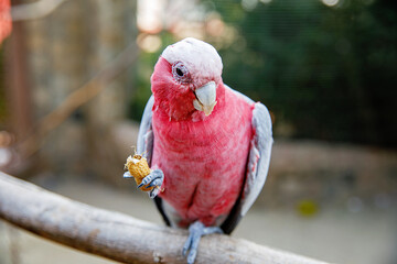 Close-up of a pink and grey parrot galah cockatoo perched on a branch and eating a peanut with its claws. Exotic bird in a zoo or aviary. Wildlife and nature concept.