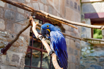 Dark blue ara parrot perched on a branch in a bird zoo. Exotic tropical parrot in captivity. Wildlife and nature conservation concept