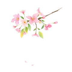 Naklejka premium Sakura Branch