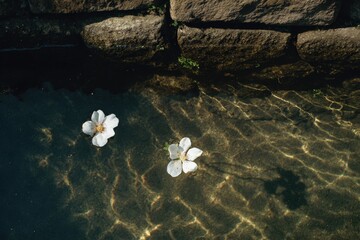 Two white flowers float on still water near a stone wall