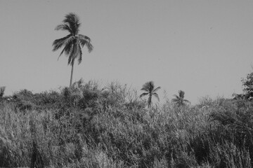Palms