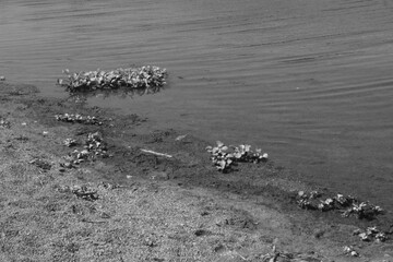 playa en blanco y negro