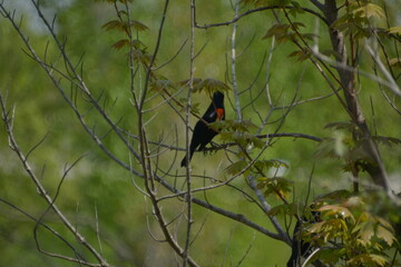 turpial de hombros rojos (Agelaius phoeniceus)