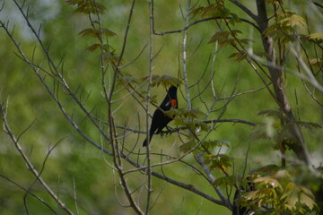 turpial de hombros rojos (Agelaius phoeniceus)