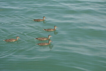 Patos en Oshawa, Canada