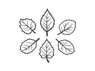 Chestnut Leaf Natural Texture Line Art