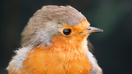 Robins perched at Hauxley Nature Reserve, September 2025