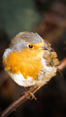 Robins perched at Hauxley Nature Reserve, September 2025